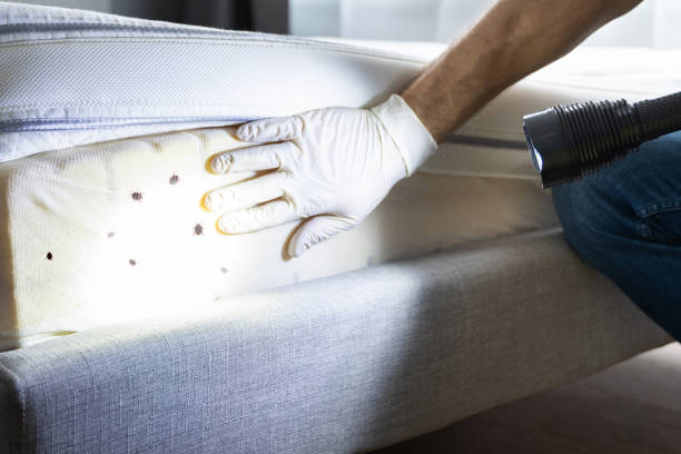 Best Affordable Pest Control Services  in Steamboat Springs, CO