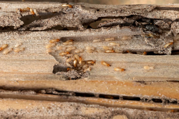 Best Wildlife Control Services  in Steamboat Springs, CO