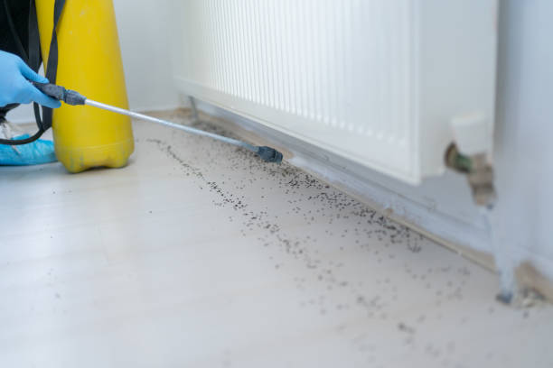 Best Best Pest Control Companies  in Steamboat Springs, CO